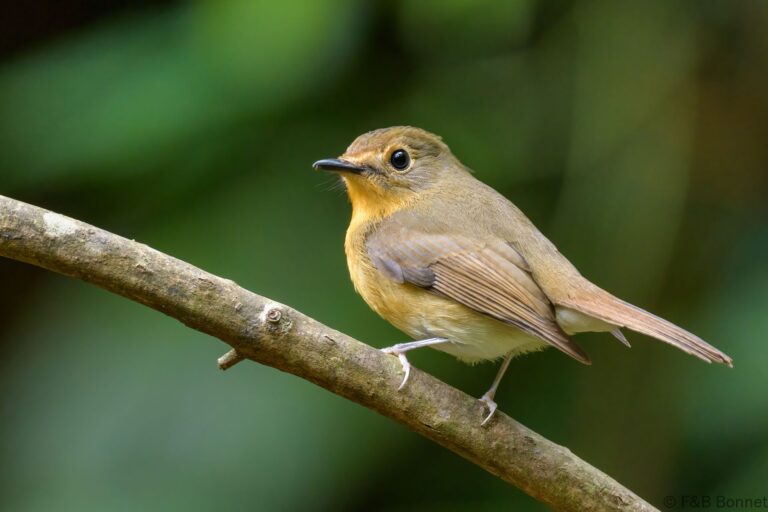 Hill Blue Flycatcher_Thailand-4