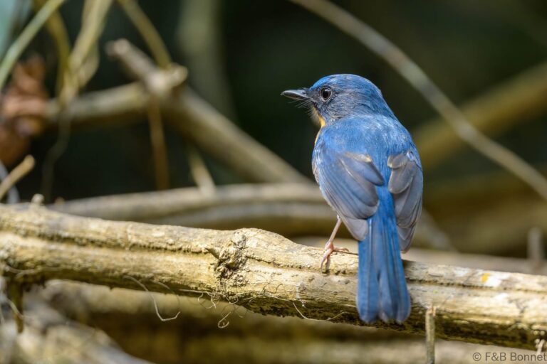 Indochinese Blue Flycatcher_Thailand-2
