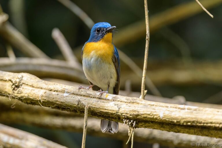 Indochinese Blue Flycatcher_Thailand-3