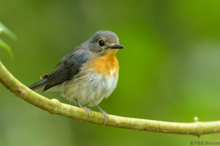 Indochinese Blue Flycatcher_Thailand-4