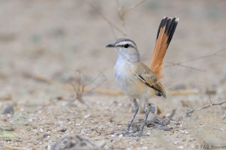 Kalahari Scrub Robin_South Africa-1