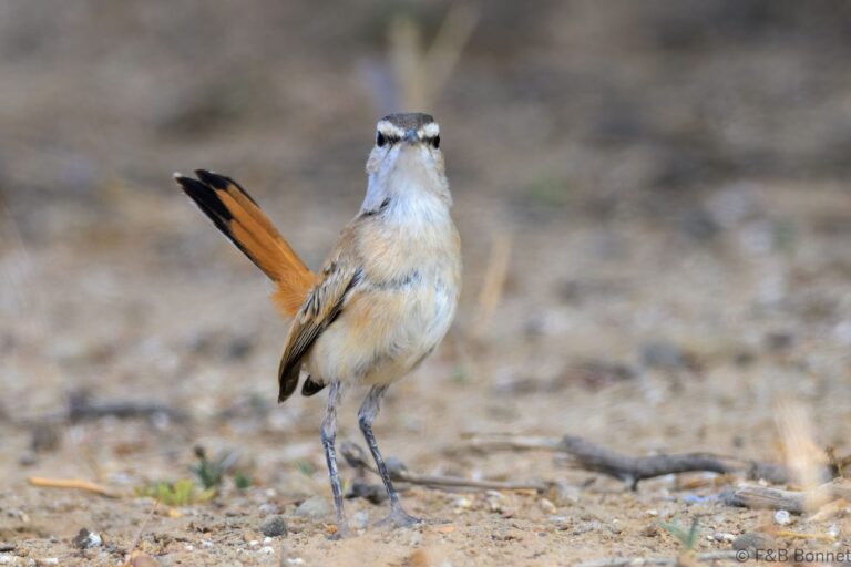 Kalahari Scrub Robin_South Africa-2