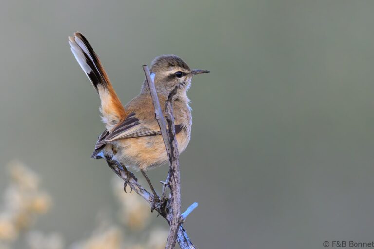 Kalahari scrub robin south africa 3