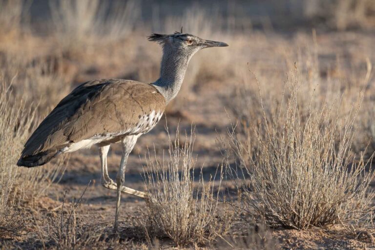 Kori Bustard_South Africa-3