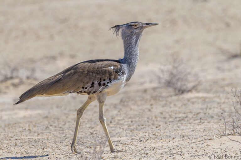 Kori Bustard_South Africa-4