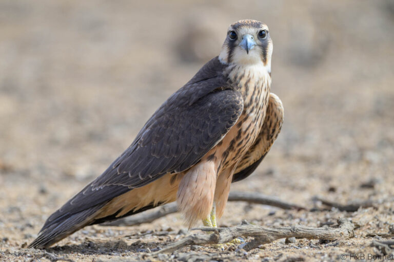 Lanner Falcon_South Africa-2