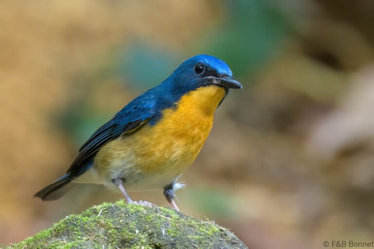 Large Blue Flycatcher_Thailand-1