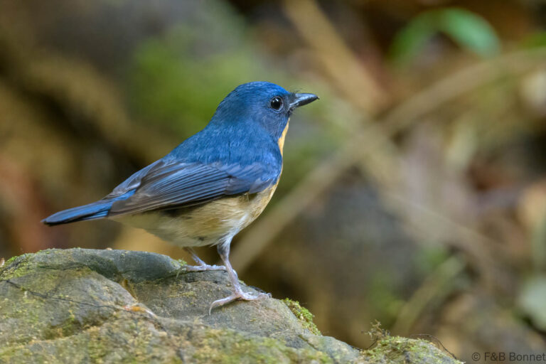 Large Blue Flycatcher_Thailand-2