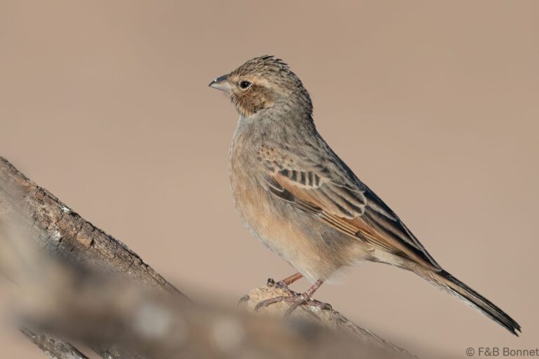 Lark-like Bunting_South Africa-2