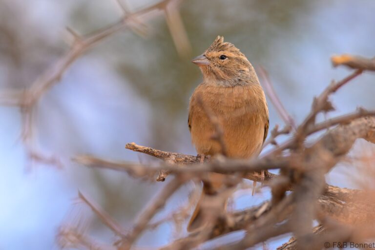 Lark-like Bunting_South Africa-3