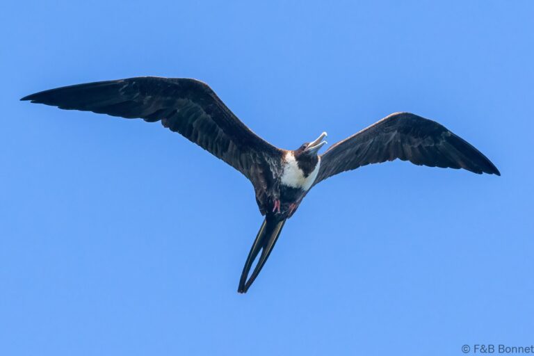 Magnificent Frigatebird_Ecuador-2