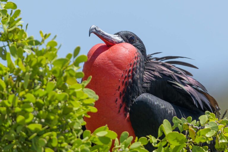 Magnificent Frigatebird_Ecuador-3