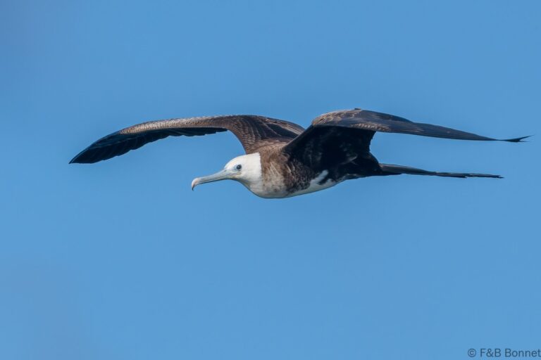 Magnificent Frigatebird_Ecuador-4