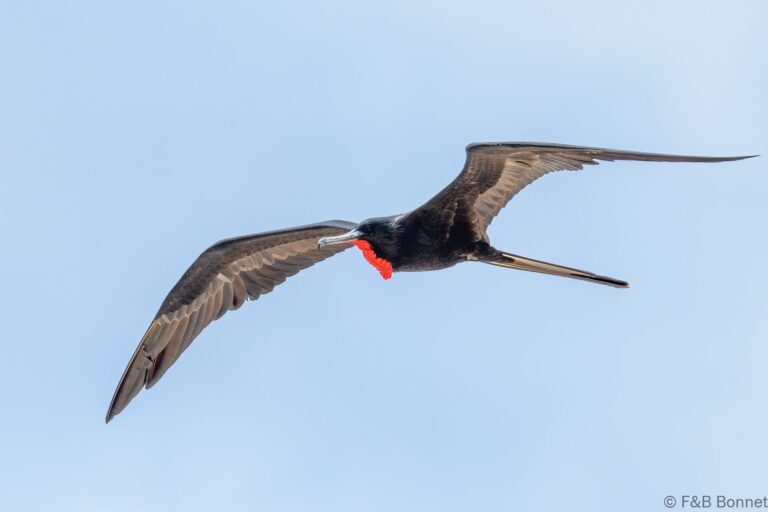 Magnificent Frigatebird_Ecuador-5