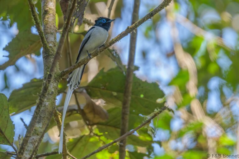 Malagasy Paradise Flycatcher_Madagascar-1
