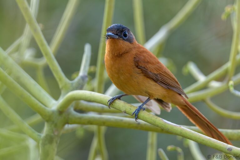Malagasy Paradise Flycatcher_Madagascar-3