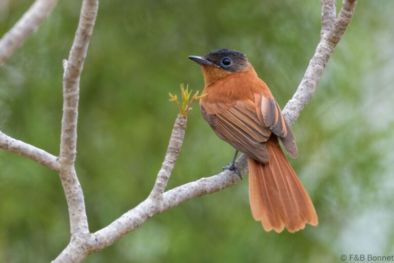 Malagasy Paradise Flycatcher_Madagascar-4