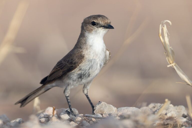 Marico Flycatcher_South Africa-1
