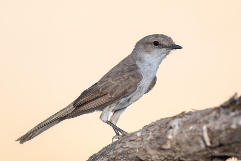 Marico Flycatcher_South Africa-2
