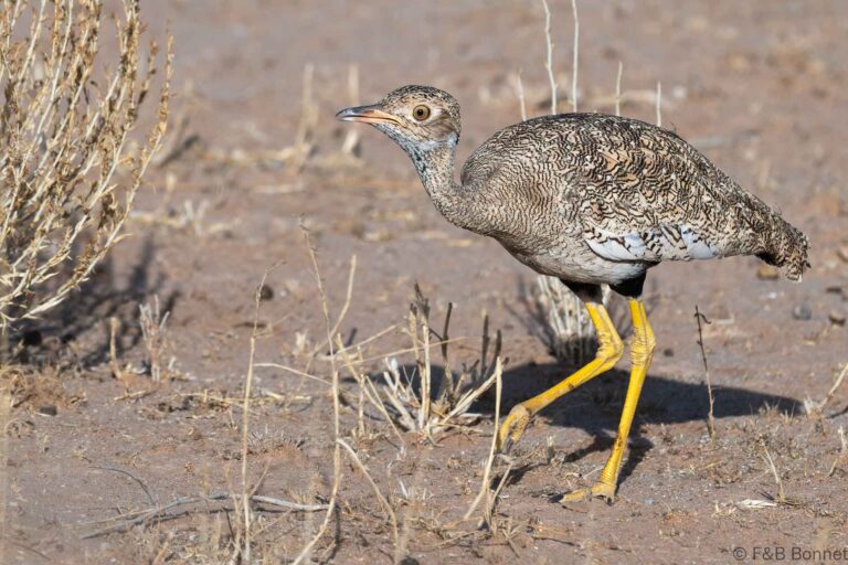 Northern black Korhaan_South Africa-1