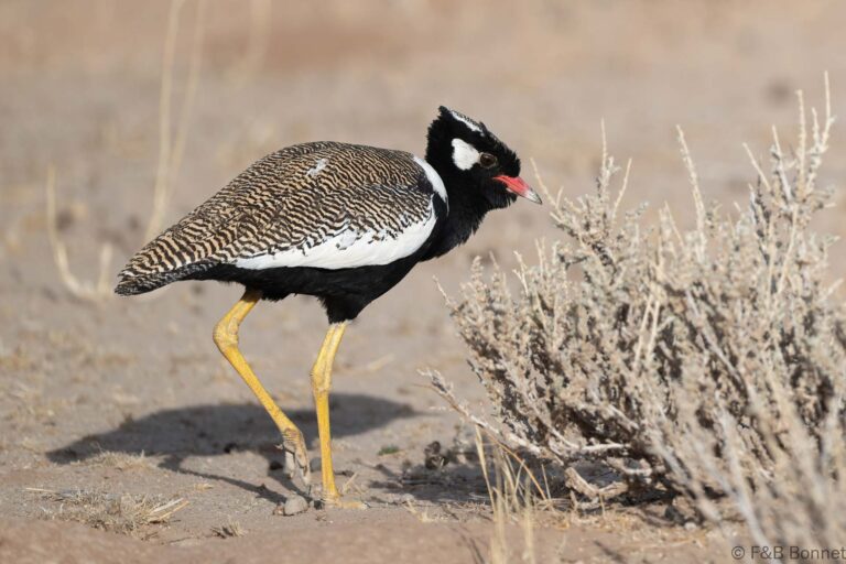 Northern black Korhaan_South Africa-2