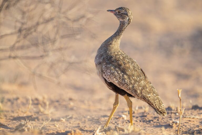 Northern black Korhaan_South Africa-3