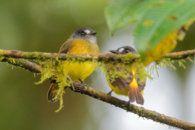 Ornate Flycatcher_Ecuador-1