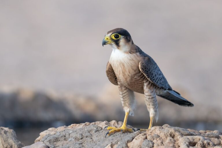 Red-necked Falcon_South Africa-1