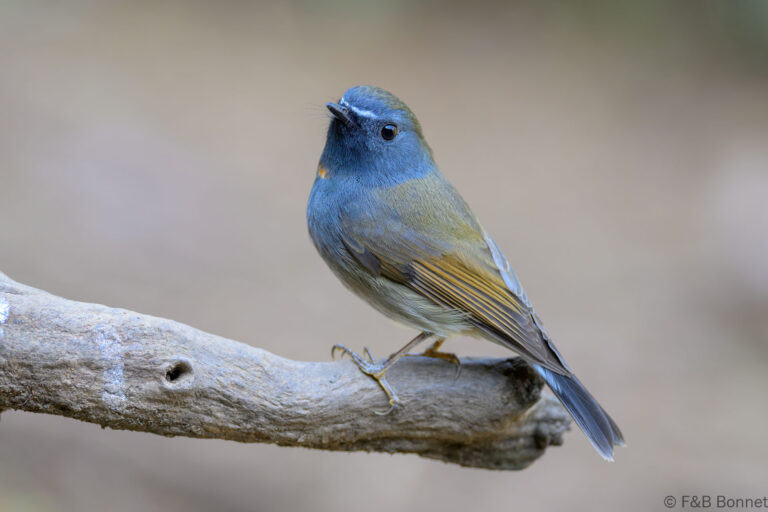 Rufous-gorgeted Flycatcher_China-1