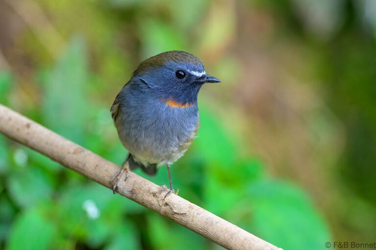 Rufous-gorgeted Flycatcher_China-2