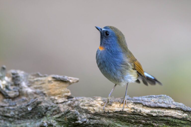Rufous-gorgeted Flycatcher_China-3
