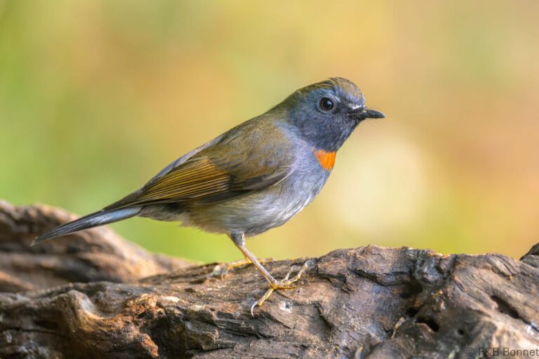 Rufous-gorgeted Flycatcher_China-4