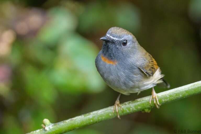 Rufous-gorgeted Flycatcher_China-5