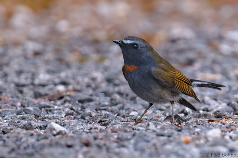 Rufous-gorgeted Flycatcher_Thailand-1