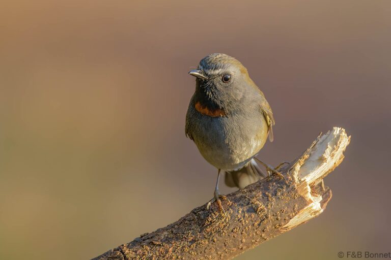 Rufous-gorgeted Flycatcher_Thailand-2