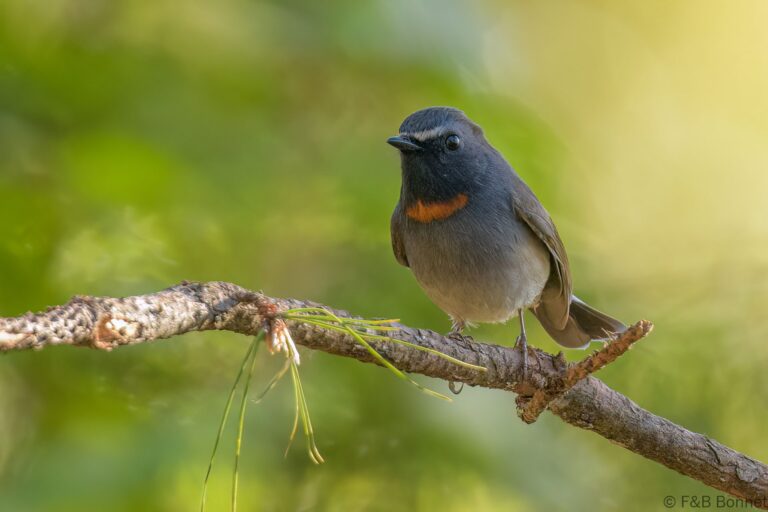 Rufous-gorgeted Flycatcher_Thailand-3
