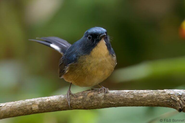 Slaty-blue Flycatcher_Thailand-2