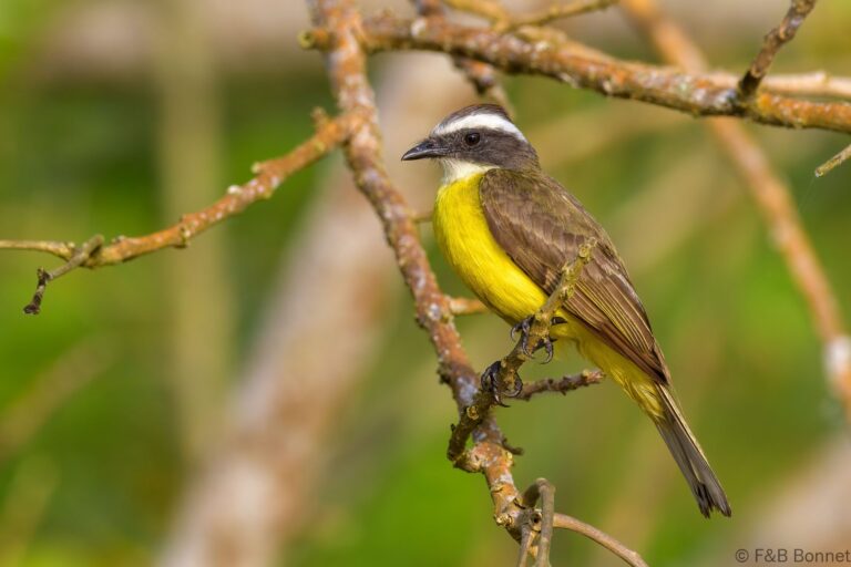 Social Flycatcher_Costa Rica-3