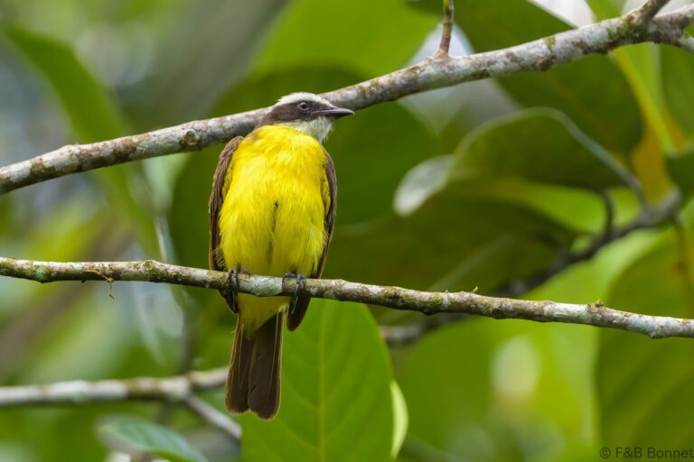Social Flycatcher_Costa Rica-4