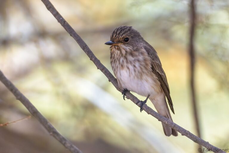 Spotted Flycatcher_Spain-1