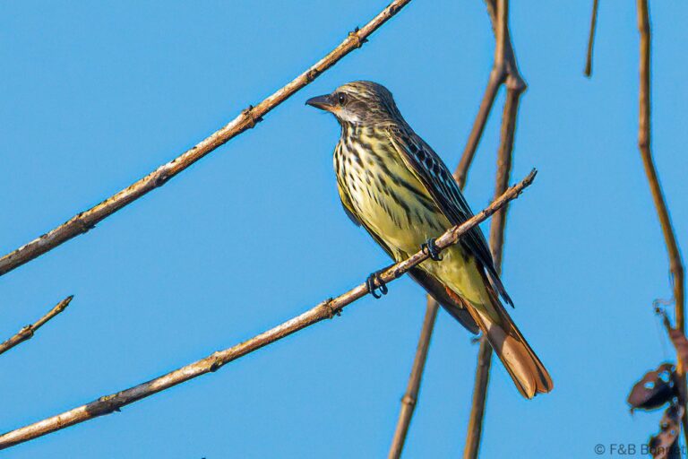 Sulphur-bellied Flycatcher_Costa Rica-1