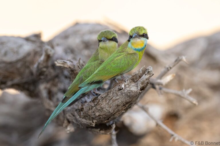 Swallow-tailed Bee-eater_South Africa-1