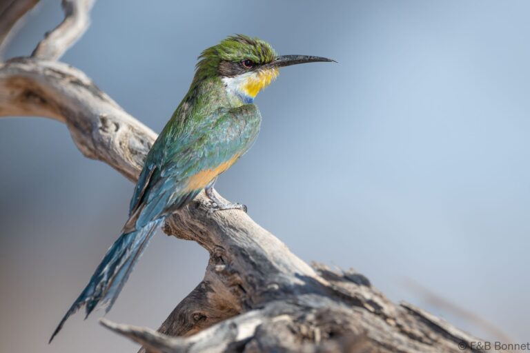 Swallow-tailed Bee-eater_South Africa-3