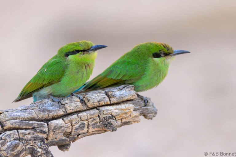 Swallow-tailed Bee-eater_South Africa-4