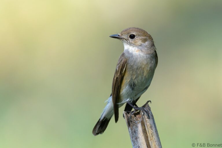 Taiga Flycatcher_Thailand-1