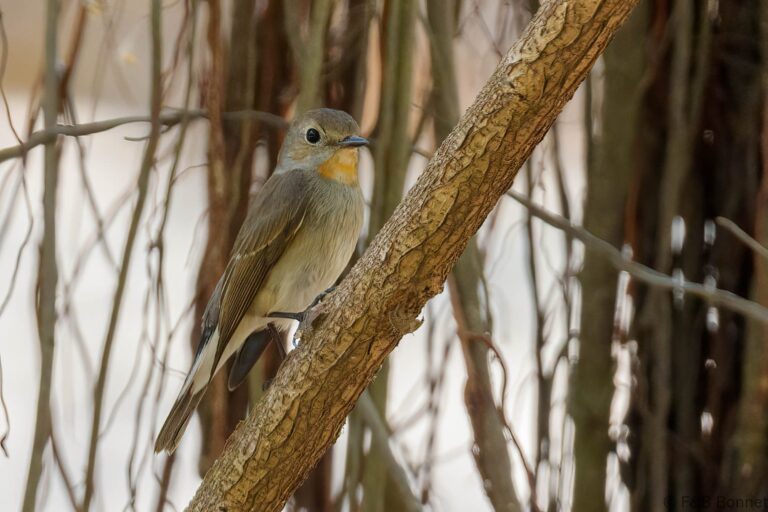 Taiga Flycatcher_Thailand-2