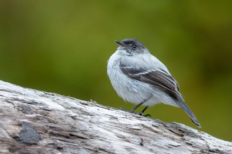 Torrent Tyrannulet_Ecuador-1