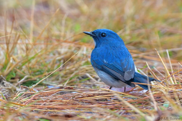 Ultramarine Flycatcher_Thailand-1