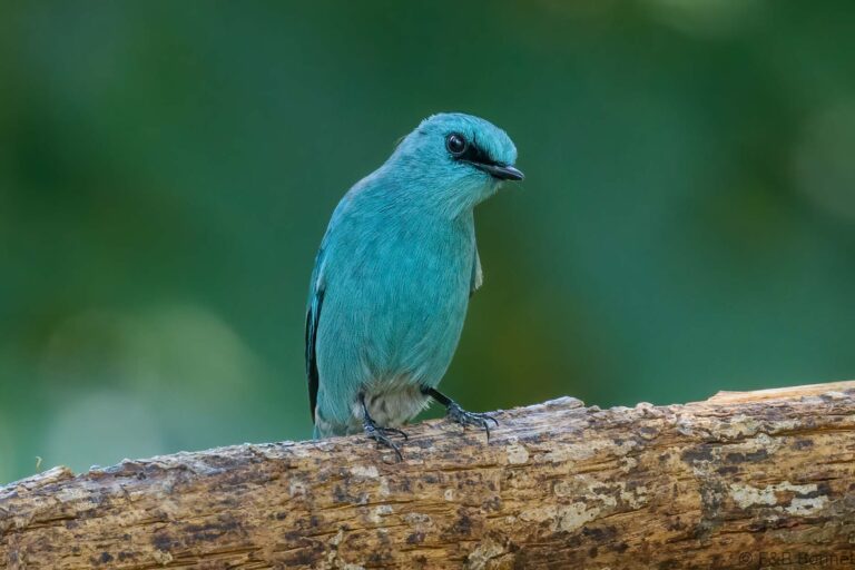 Verditer Flycatcher_China-1