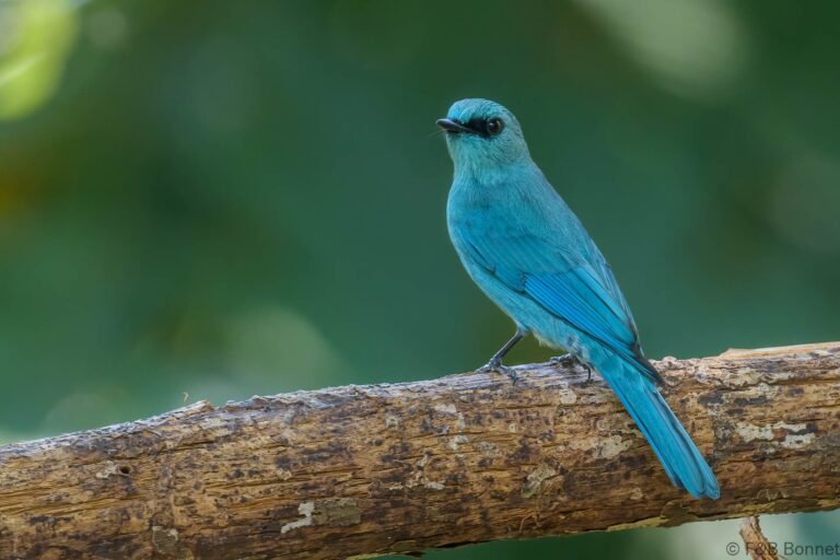 Verditer Flycatcher_China-2